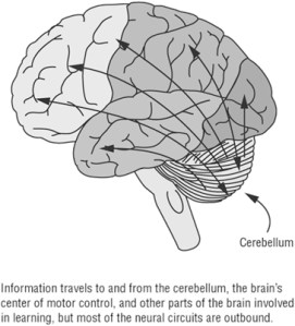 Cerebellum